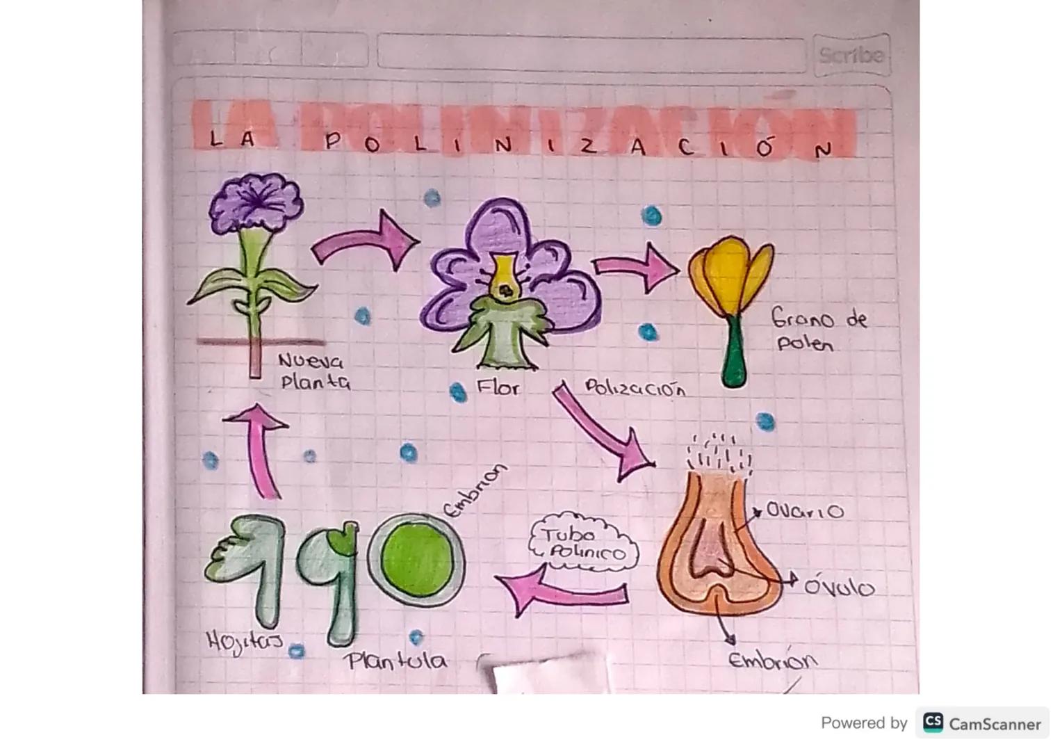 LA
PO
Z
Scribe
ACIÓN
Flor
Polización
Embrion
T
Nueva
Planta
990
Hojitas
Plantula
Grano de
Polen
Tubo
Polinico
Ovario
Embrion
Ovolo
Powered b