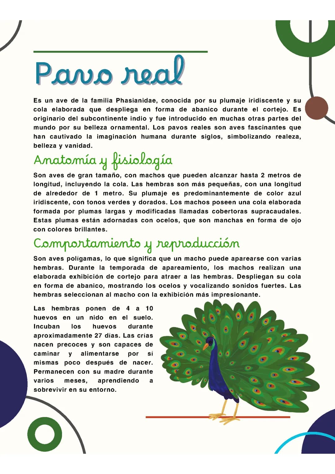 Pavo real