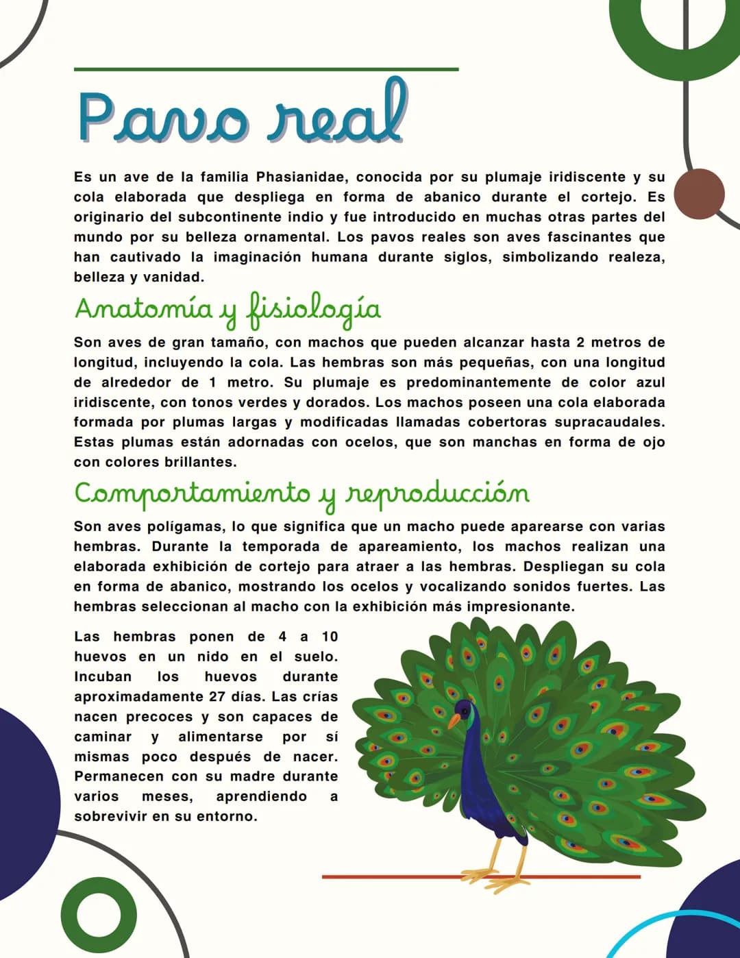 Pavo real
Es un ave de la familia Phasianidae, conocida por su plumaje iridiscente y su
cola elaborada que despliega en forma de abanico dur