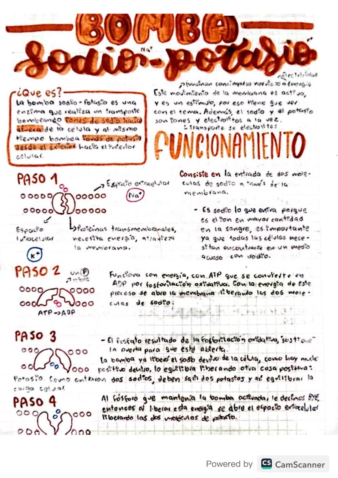 La bomba de sodio-potasio: cómo funciona