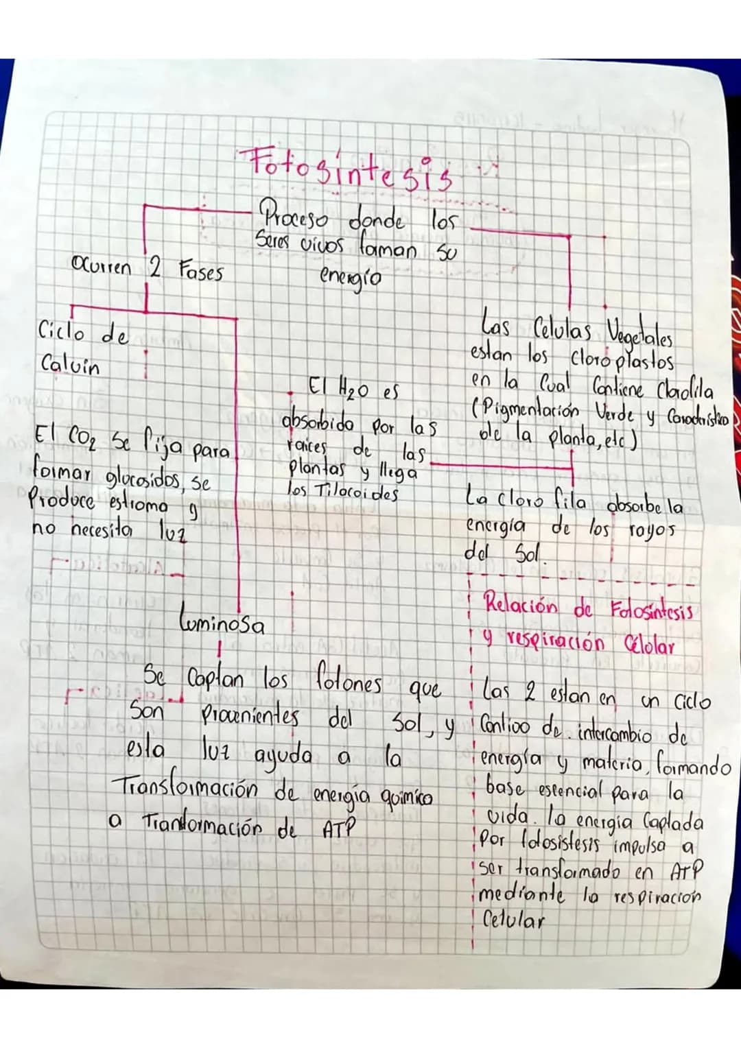 FOTOSINTESIS