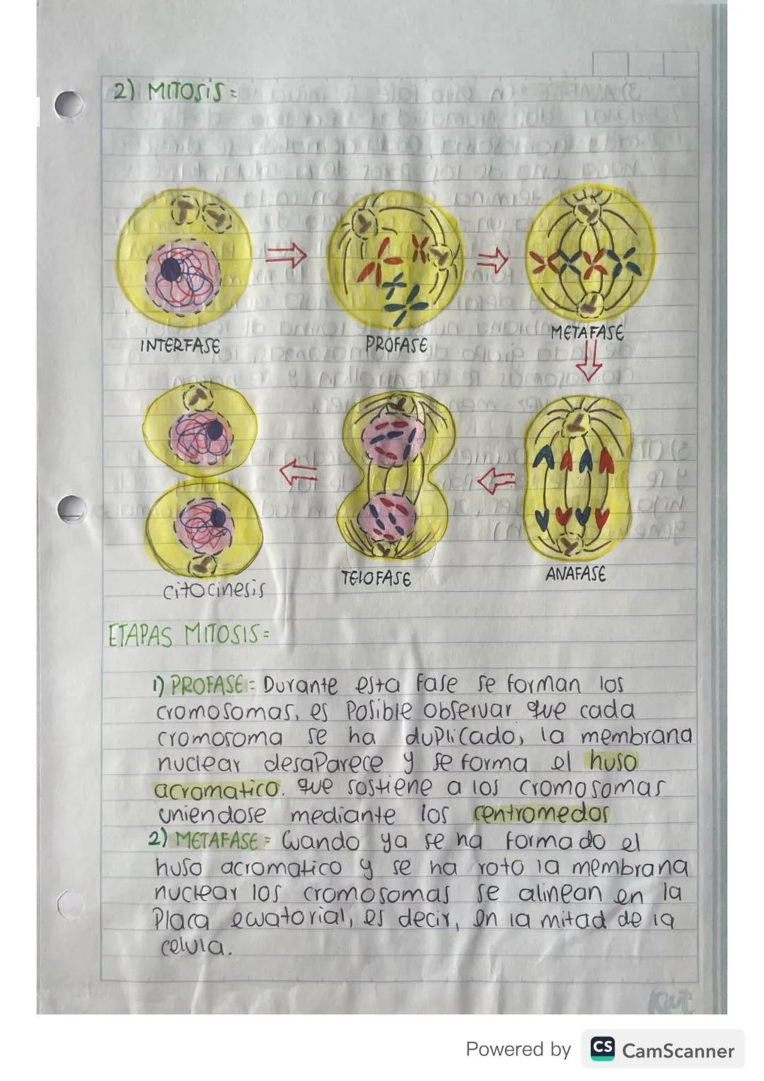 ciclo celular
Toda celula experimenta una serie de transformaciones
que culminan en la generacion de las celular
hijas, esta serie de cambio