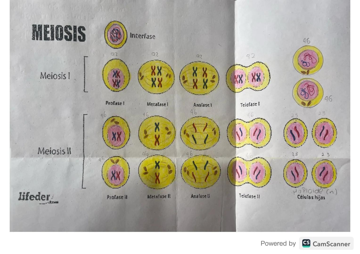 ciclo celular
Toda celula experimenta una serie de transformaciones
que culminan en la generacion de las celular
hijas, esta serie de cambio