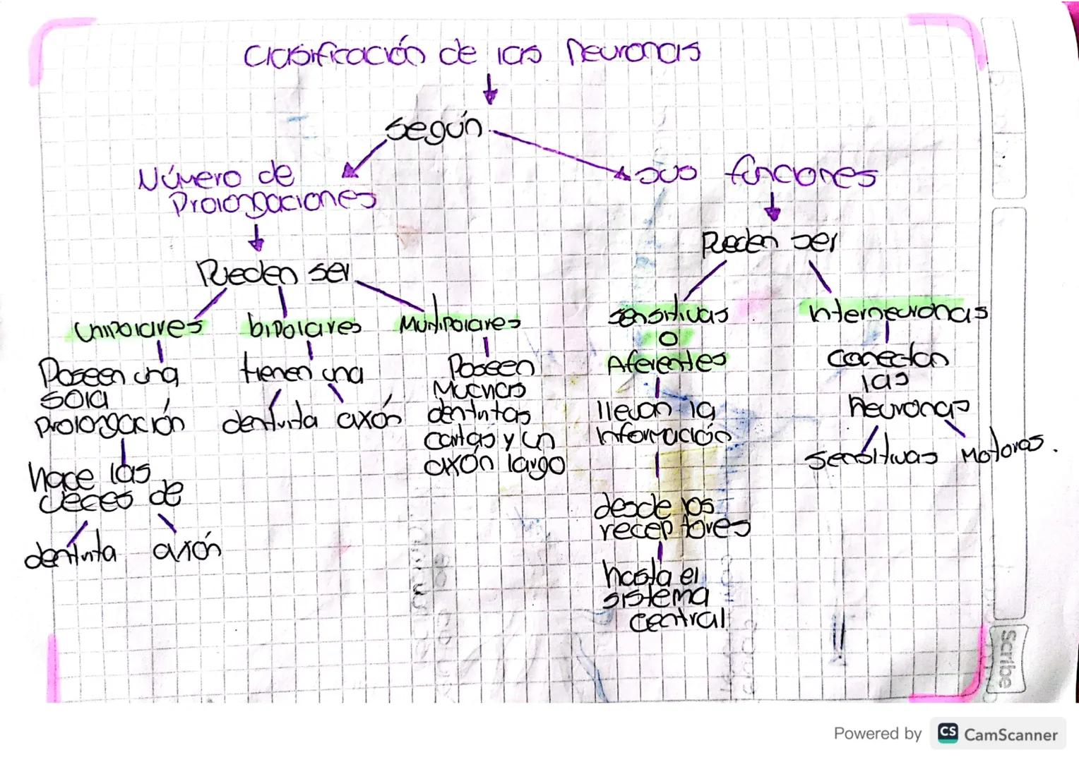 # Clasificación de las neuroncis

Segun

Número de
Prolongaciones

↓

Pueden ser

xous funciones

Preden ser

sensitivas

Aferentes

Poseen
