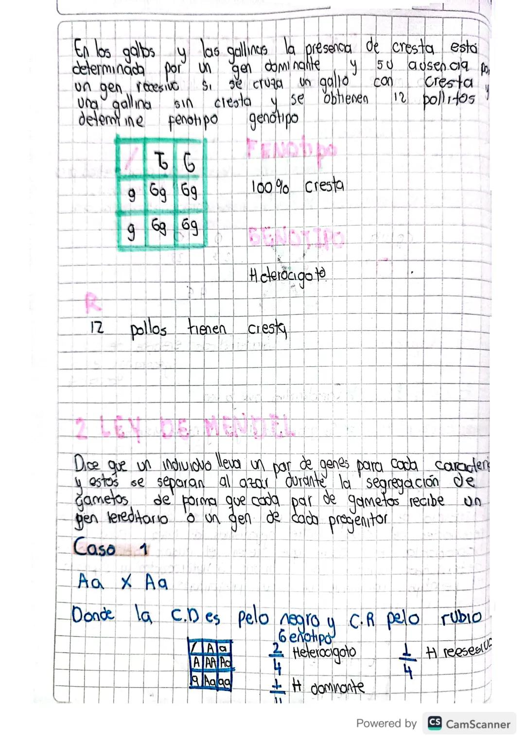 # LEYES DE MENDEL

Científico, monje del siglo xx que estudia las leyes de la genética

HETEROCIGOTO

HOMOCIGOTO DOMINANTE Una característic
