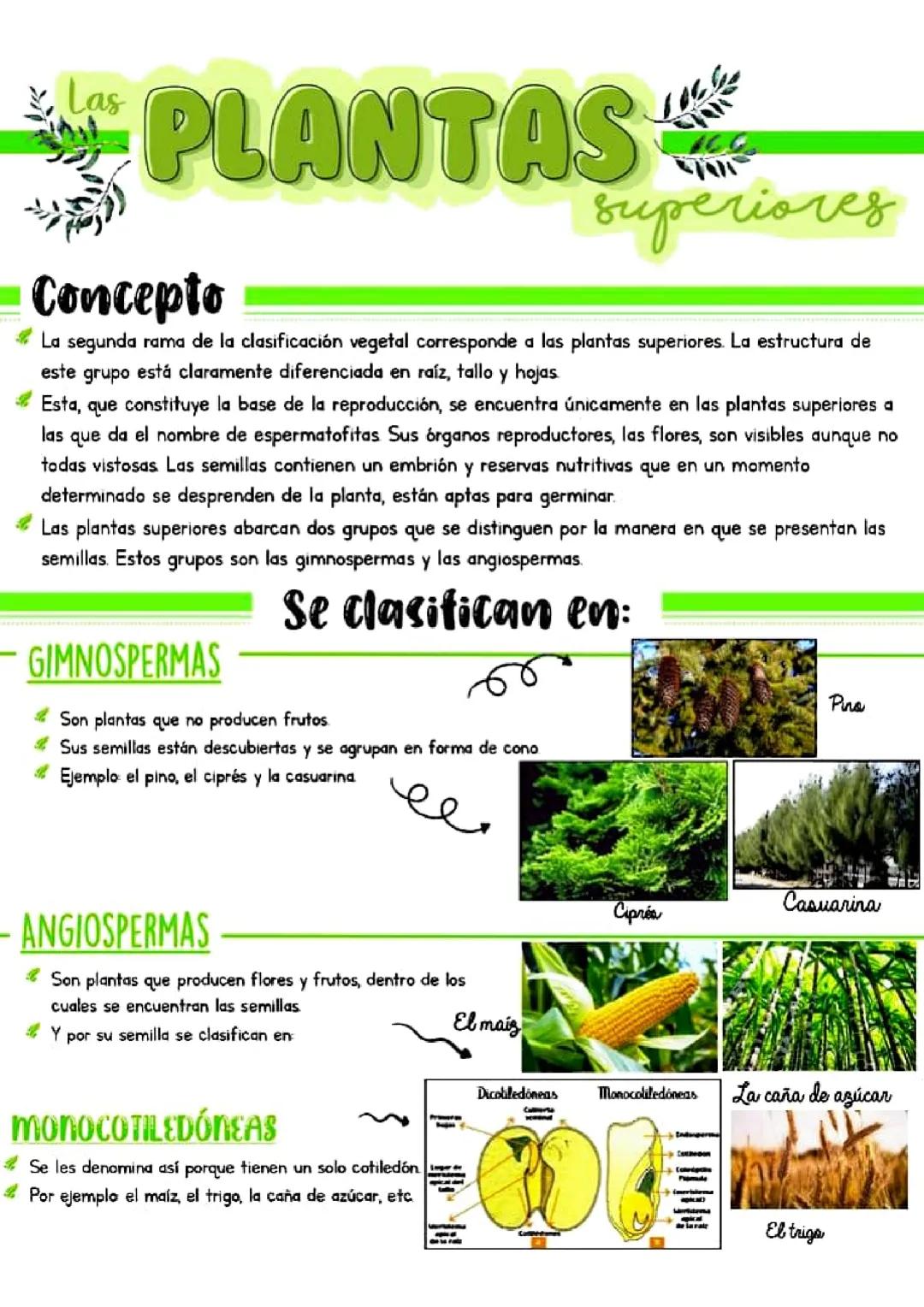 Las plantas 
