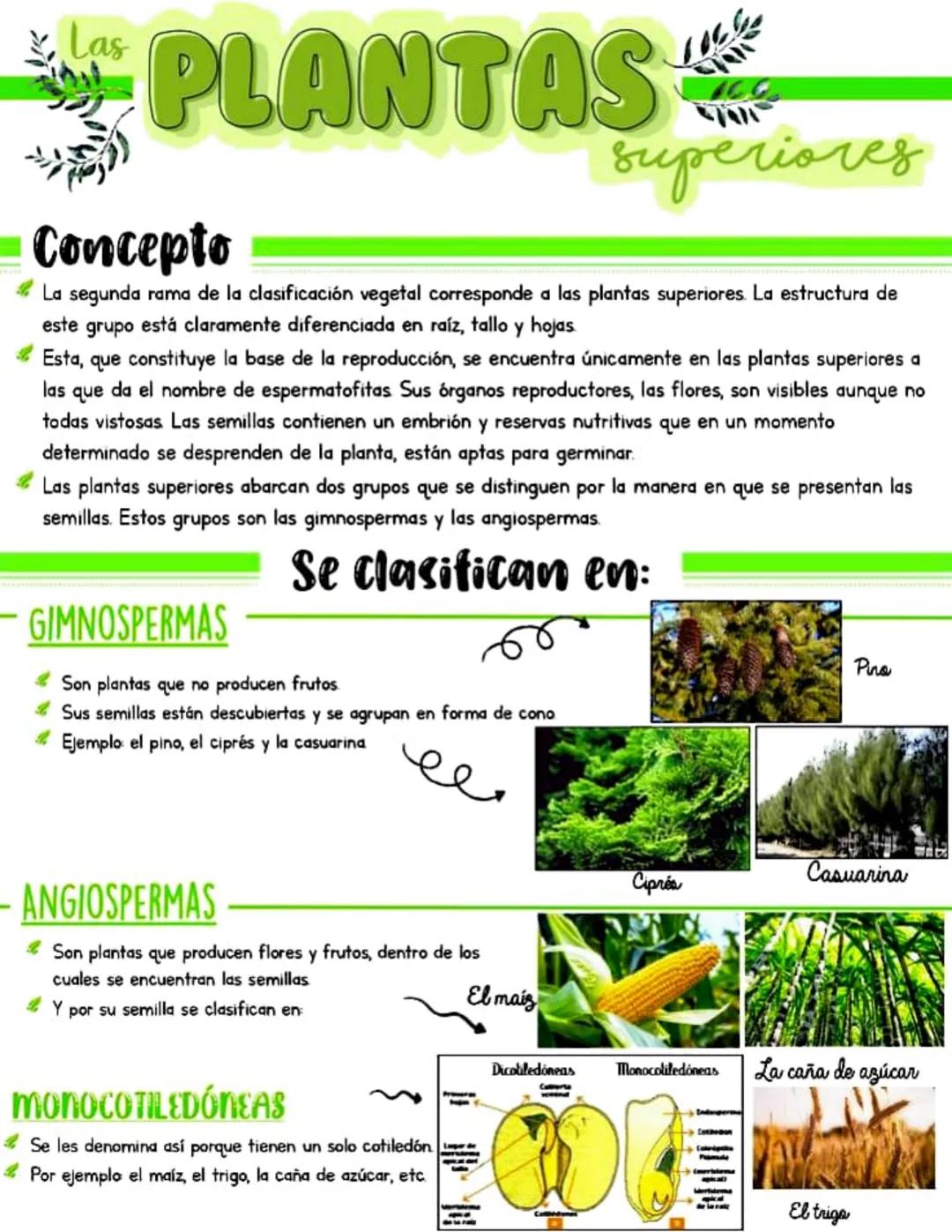 Las
PLANTAS
superiores
Concepto
La segunda rama de la clasificación vegetal corresponde a las plantas superiores. La estructura de
este grup