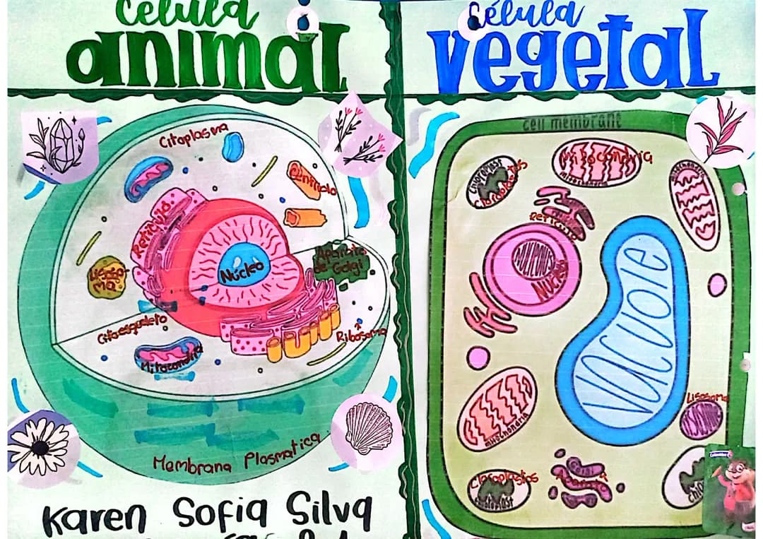 Diferenças Divertidas: Célula Animal vs Célula Vegetal