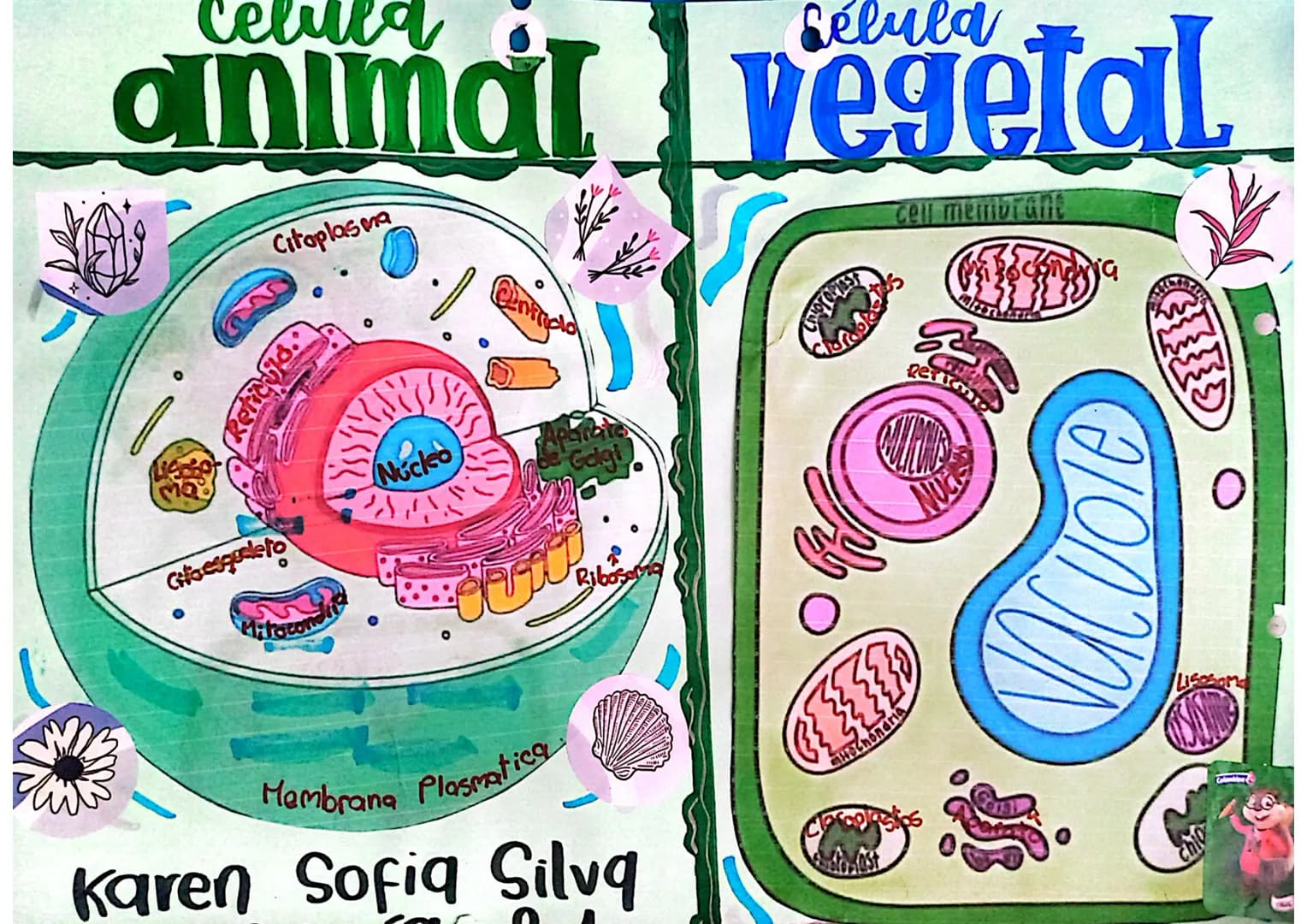 Celula
Célula
animal vegetal
0
Reticulo
Citoplasma
Núcleo
Cifo esqueleto
Aparate
Golgi
Mitocond
Membrana Plasmatica
Karen Sofia Silvq
Ribose