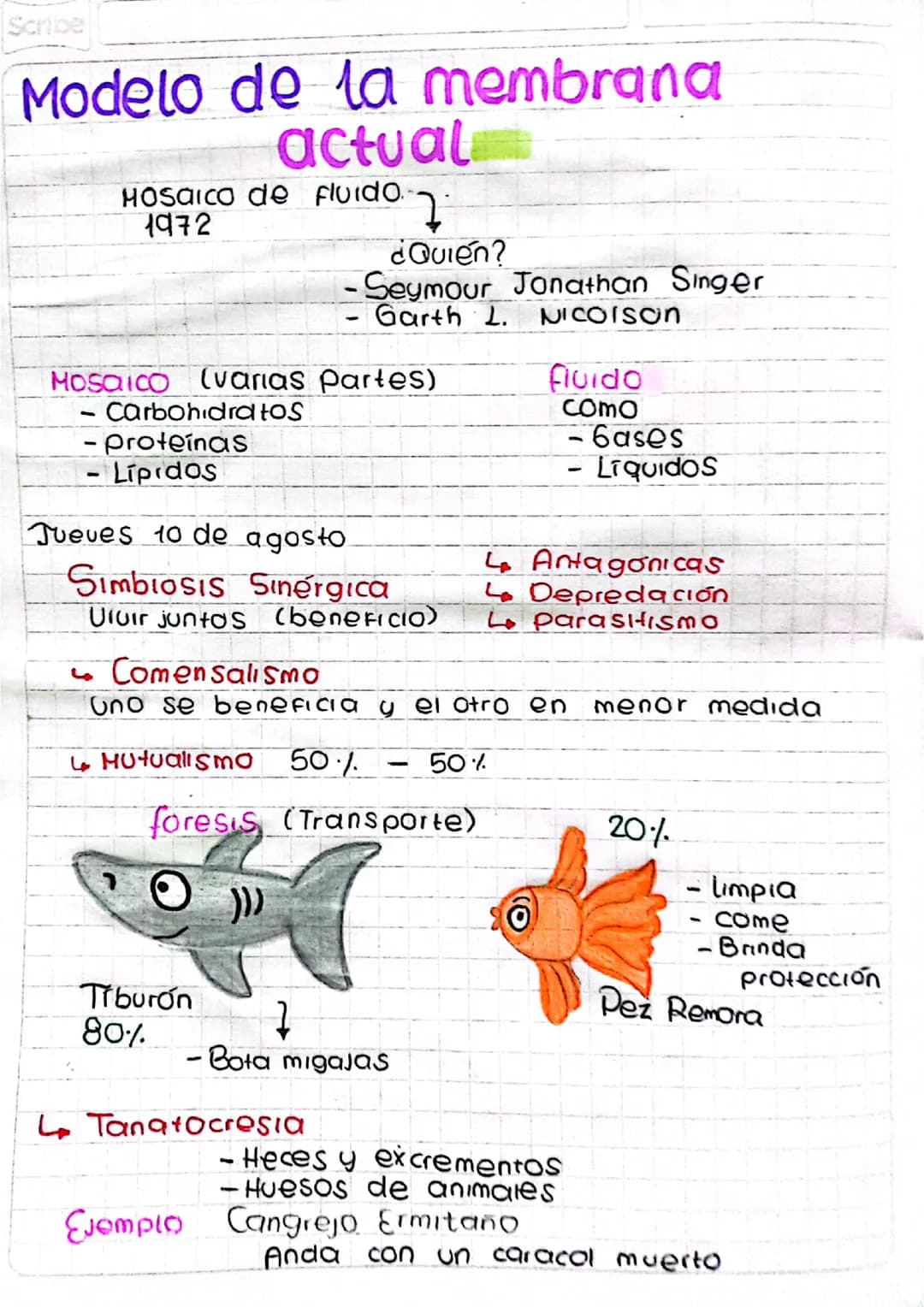 Modelo de la membrana actual
