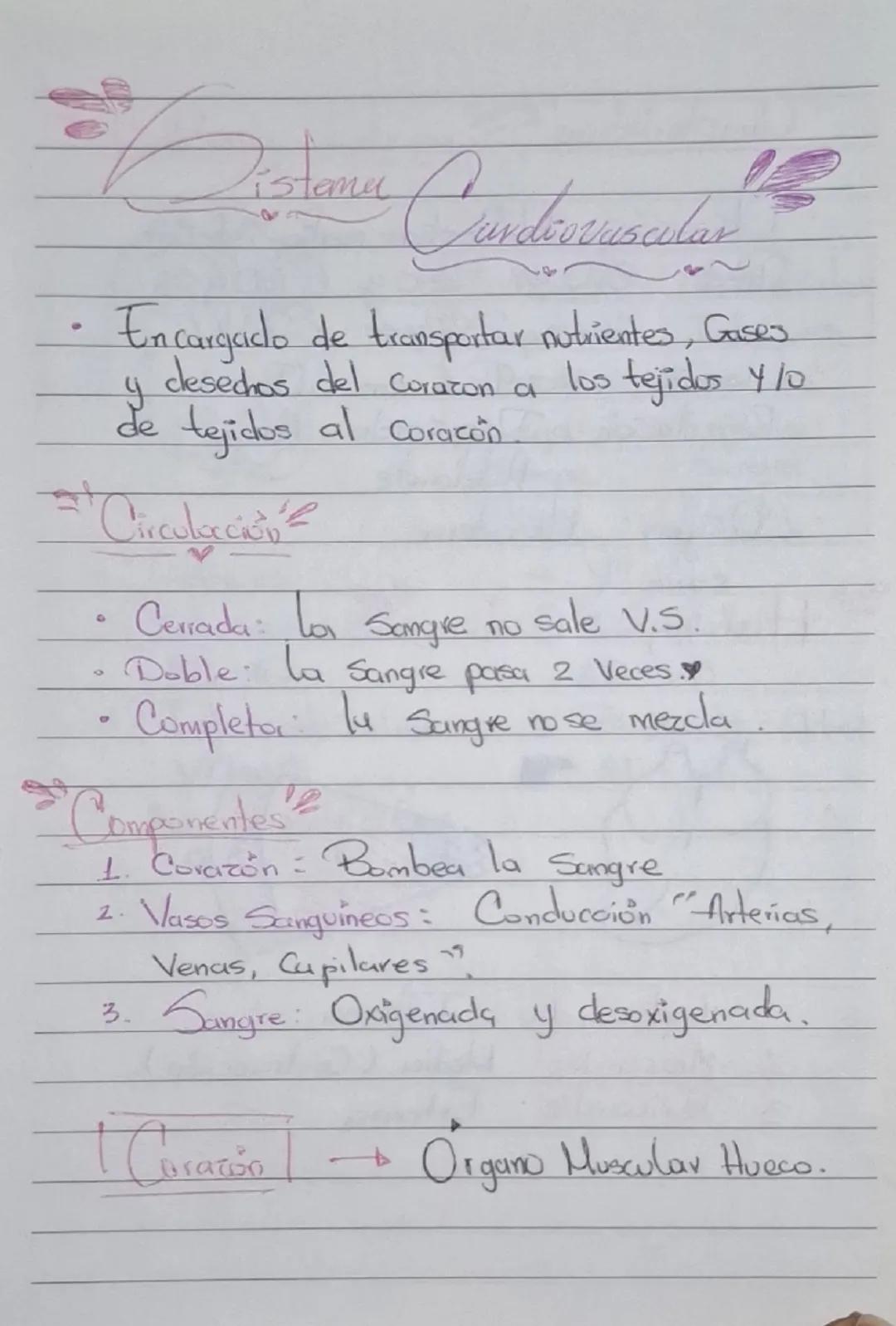 Sistema cardiovascular