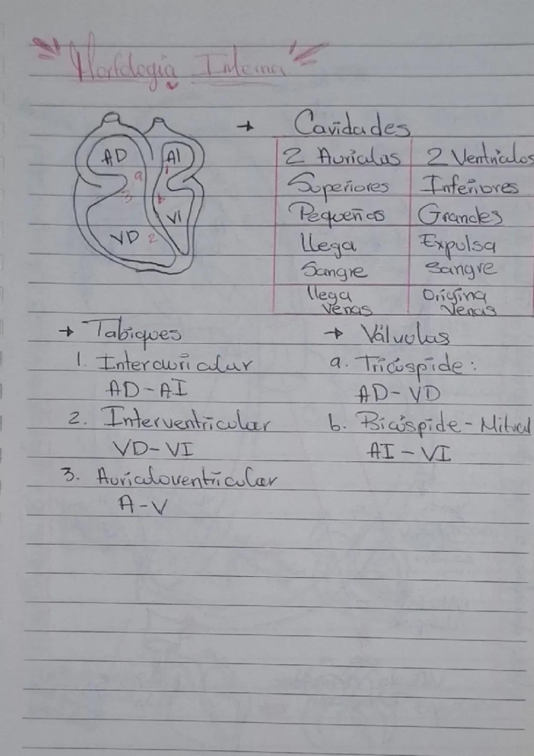# Sistema Cardiovascular

- Encargado de transportar nutrientes, gases y desechos del corazón a los tejidos y/o de tejidos al corazón.

## C