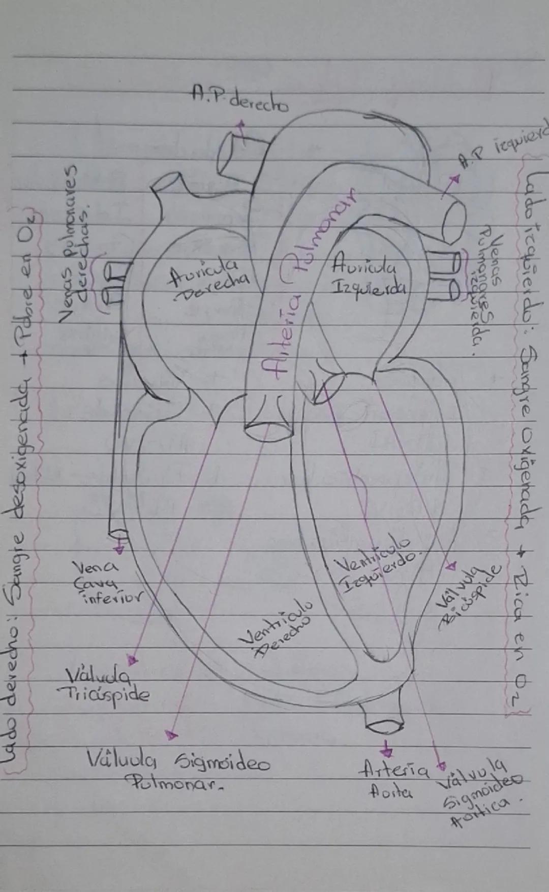 # Sistema Cardiovascular

- Encargado de transportar nutrientes, gases y desechos del corazón a los tejidos y/o de tejidos al corazón.

## C