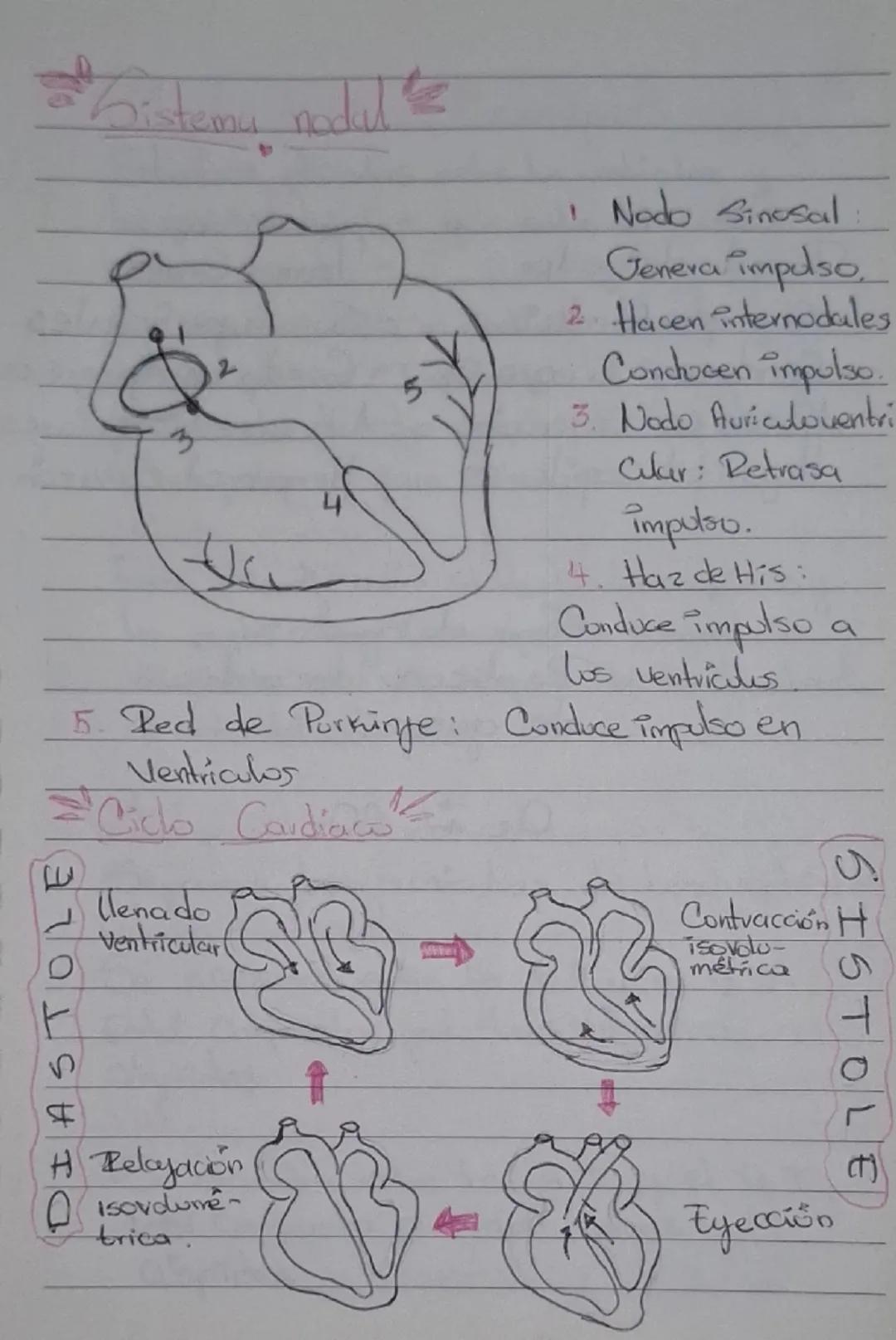 # Sistema Cardiovascular

- Encargado de transportar nutrientes, gases y desechos del corazón a los tejidos y/o de tejidos al corazón.

## C