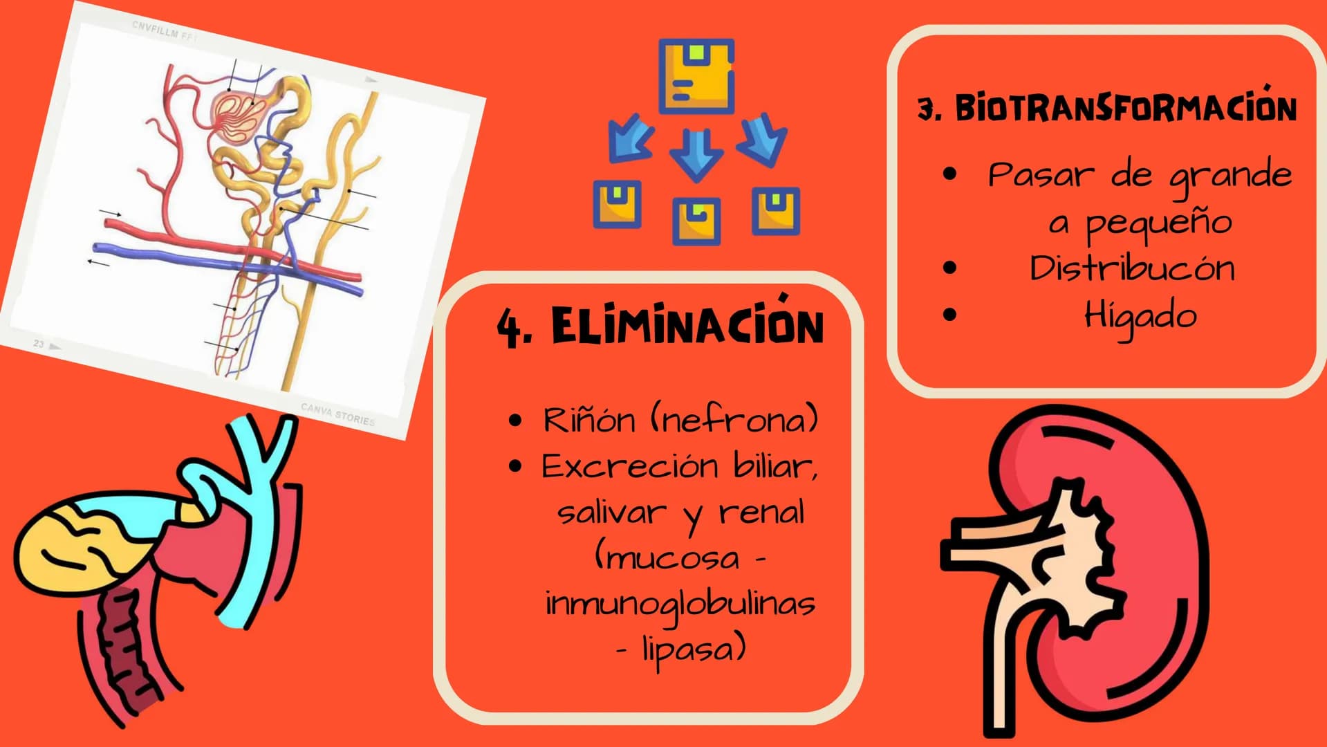 TOXICOLOGIA EDADES DE
APARICION DE
ELEMENTOS TOXICOS
TOXICO
LOGÍA
FLECHA ENVENENADA
ESTUDIO A
U
STORIES
MESOPOTAMIA
Ranunculo - euphorbia
OE