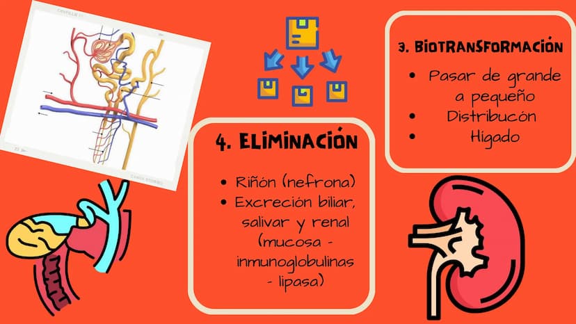 TOXICOLOGIA EDADES DE
APARICION DE
ELEMENTOS TOXICOS
TOXICO
LOGÍA
FLECHA ENVENENADA
ESTUDIO A
U
STORIES
MESOPOTAMIA
Ranunculo - euphorbia
OE