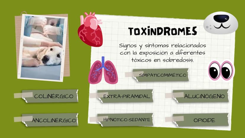 TOXICOLOGIA EDADES DE
APARICION DE
ELEMENTOS TOXICOS
TOXICO
LOGÍA
FLECHA ENVENENADA
ESTUDIO A
U
STORIES
MESOPOTAMIA
Ranunculo - euphorbia
OE