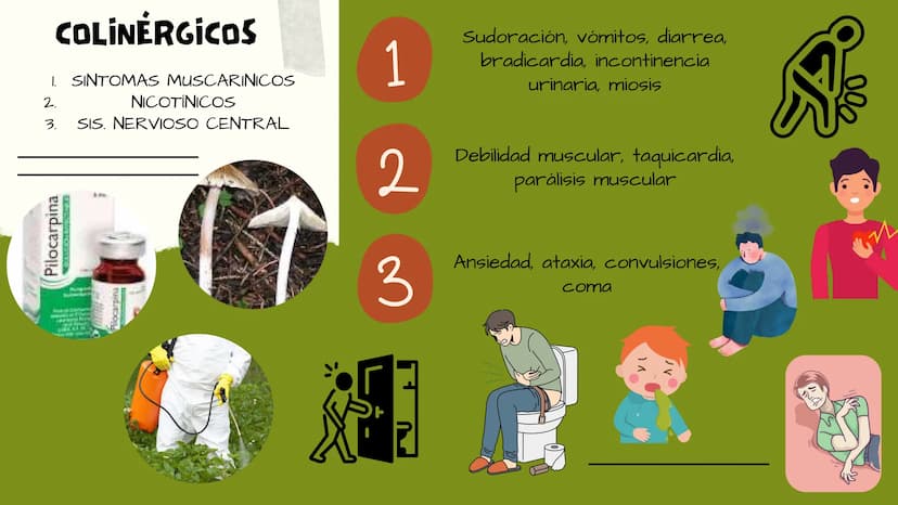 TOXICOLOGIA EDADES DE
APARICION DE
ELEMENTOS TOXICOS
TOXICO
LOGÍA
FLECHA ENVENENADA
ESTUDIO A
U
STORIES
MESOPOTAMIA
Ranunculo - euphorbia
OE