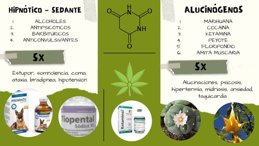 TOXICOLOGIA EDADES DE
APARICION DE
ELEMENTOS TOXICOS
TOXICO
LOGÍA
FLECHA ENVENENADA
ESTUDIO A
U
STORIES
MESOPOTAMIA
Ranunculo - euphorbia
OE
