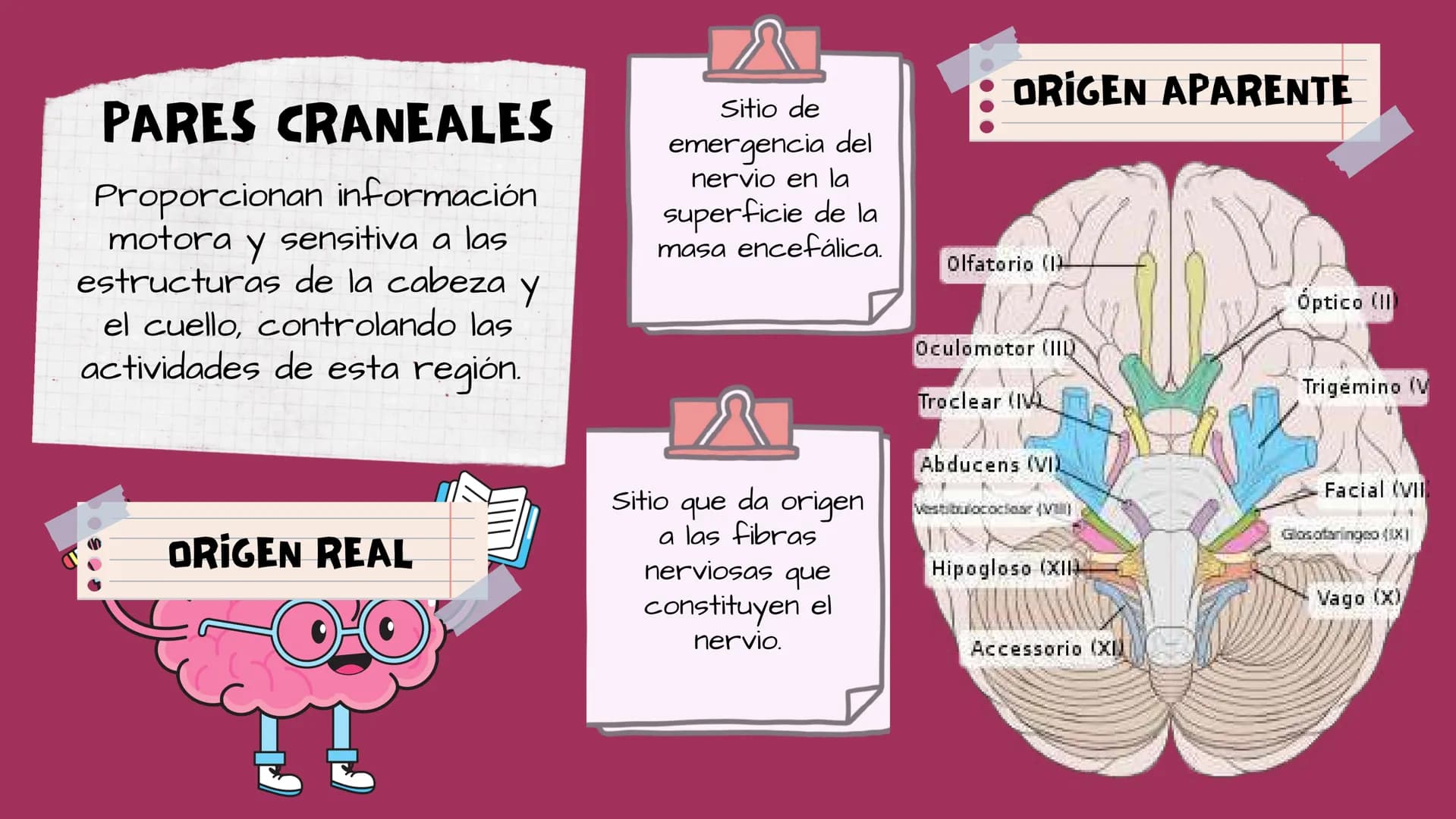 TOXICOLOGIA EDADES DE
APARICION DE
ELEMENTOS TOXICOS
TOXICO
LOGÍA
FLECHA ENVENENADA
ESTUDIO A
U
STORIES
MESOPOTAMIA
Ranunculo - euphorbia
OE