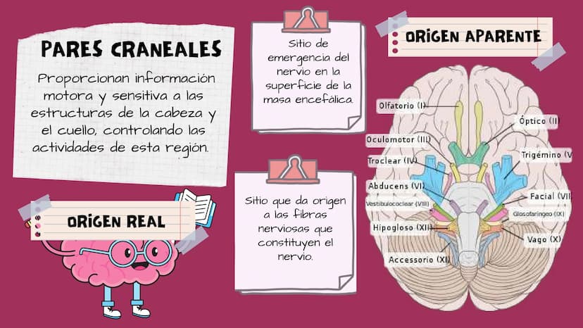 TOXICOLOGIA EDADES DE
APARICION DE
ELEMENTOS TOXICOS
TOXICO
LOGÍA
FLECHA ENVENENADA
ESTUDIO A
U
STORIES
MESOPOTAMIA
Ranunculo - euphorbia
OE