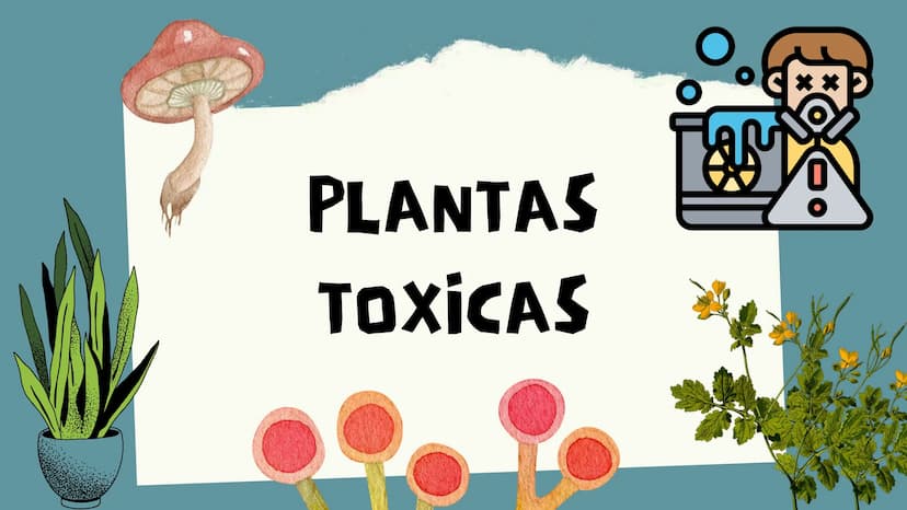 TOXICOLOGIA EDADES DE
APARICION DE
ELEMENTOS TOXICOS
TOXICO
LOGÍA
FLECHA ENVENENADA
ESTUDIO A
U
STORIES
MESOPOTAMIA
Ranunculo - euphorbia
OE