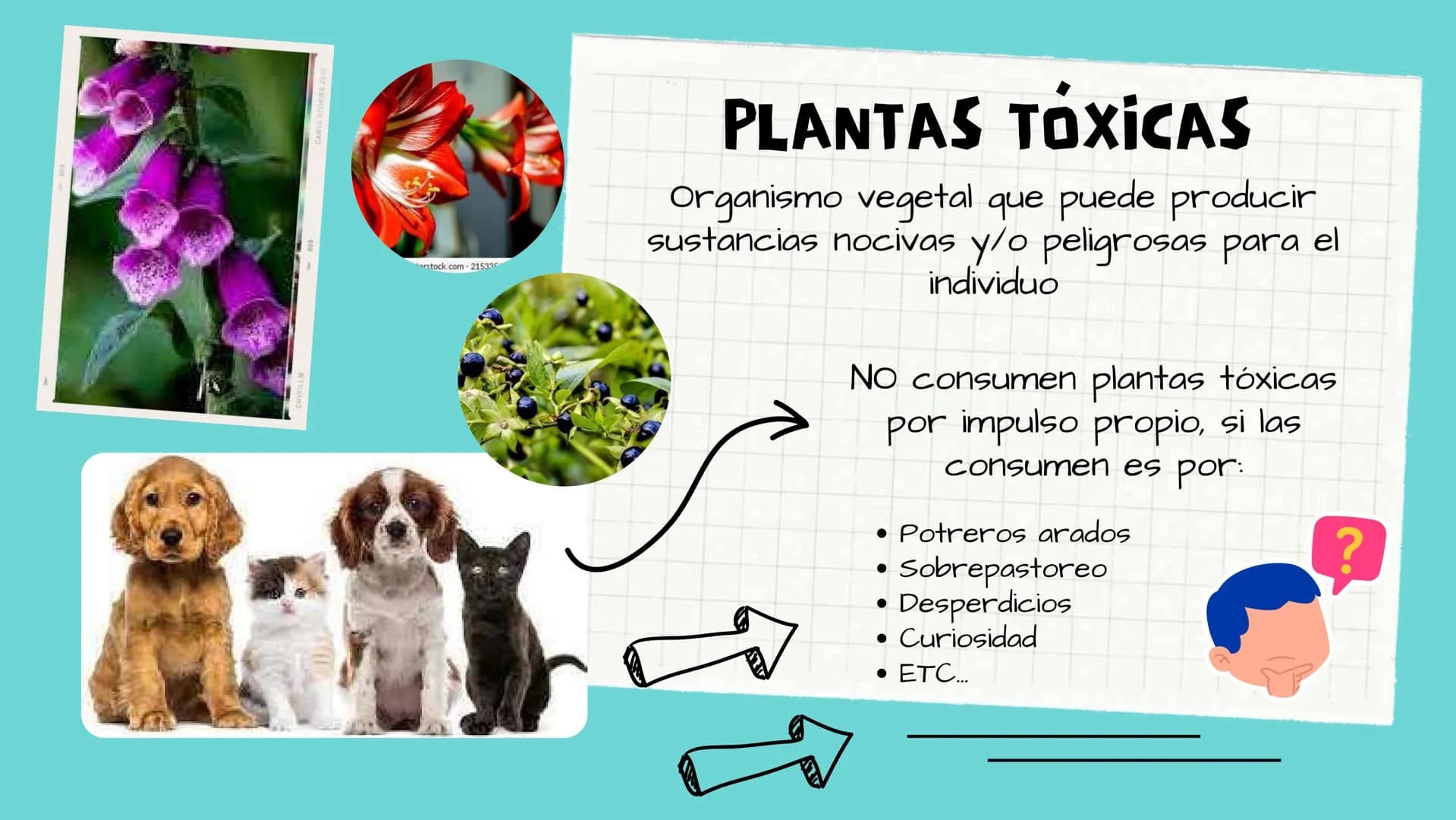 TOXICOLOGIA EDADES DE
APARICION DE
ELEMENTOS TOXICOS
TOXICO
LOGÍA
FLECHA ENVENENADA
ESTUDIO A
U
STORIES
MESOPOTAMIA
Ranunculo - euphorbia
OE