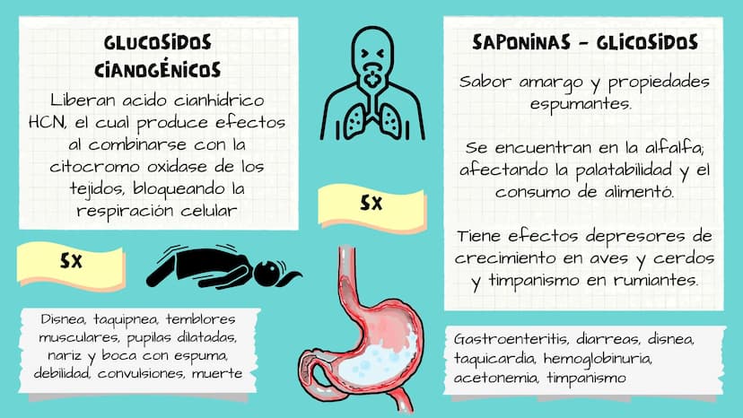TOXICOLOGIA EDADES DE
APARICION DE
ELEMENTOS TOXICOS
TOXICO
LOGÍA
FLECHA ENVENENADA
ESTUDIO A
U
STORIES
MESOPOTAMIA
Ranunculo - euphorbia
OE