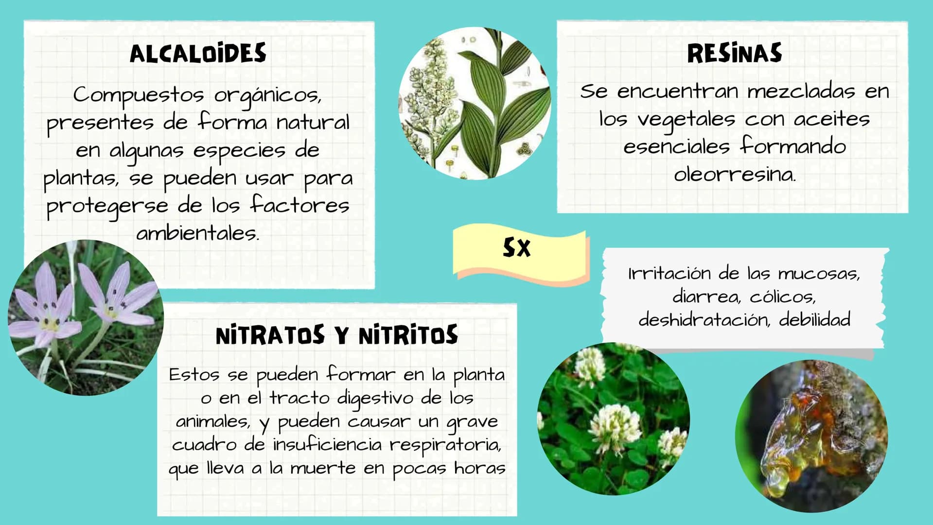 TOXICOLOGIA EDADES DE
APARICION DE
ELEMENTOS TOXICOS
TOXICO
LOGÍA
FLECHA ENVENENADA
ESTUDIO A
U
STORIES
MESOPOTAMIA
Ranunculo - euphorbia
OE