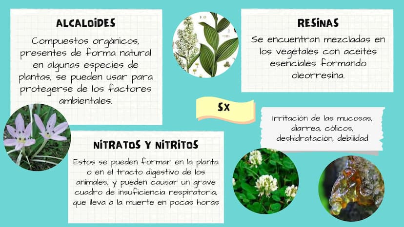 TOXICOLOGIA EDADES DE
APARICION DE
ELEMENTOS TOXICOS
TOXICO
LOGÍA
FLECHA ENVENENADA
ESTUDIO A
U
STORIES
MESOPOTAMIA
Ranunculo - euphorbia
OE