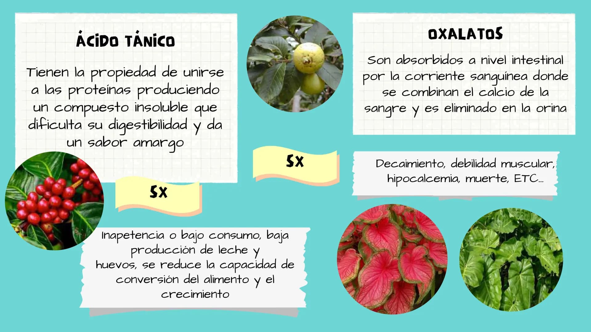TOXICOLOGIA EDADES DE
APARICION DE
ELEMENTOS TOXICOS
TOXICO
LOGÍA
FLECHA ENVENENADA
ESTUDIO A
U
STORIES
MESOPOTAMIA
Ranunculo - euphorbia
OE
