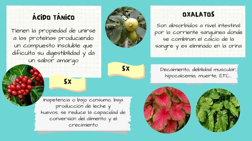 TOXICOLOGIA EDADES DE
APARICION DE
ELEMENTOS TOXICOS
TOXICO
LOGÍA
FLECHA ENVENENADA
ESTUDIO A
U
STORIES
MESOPOTAMIA
Ranunculo - euphorbia
OE