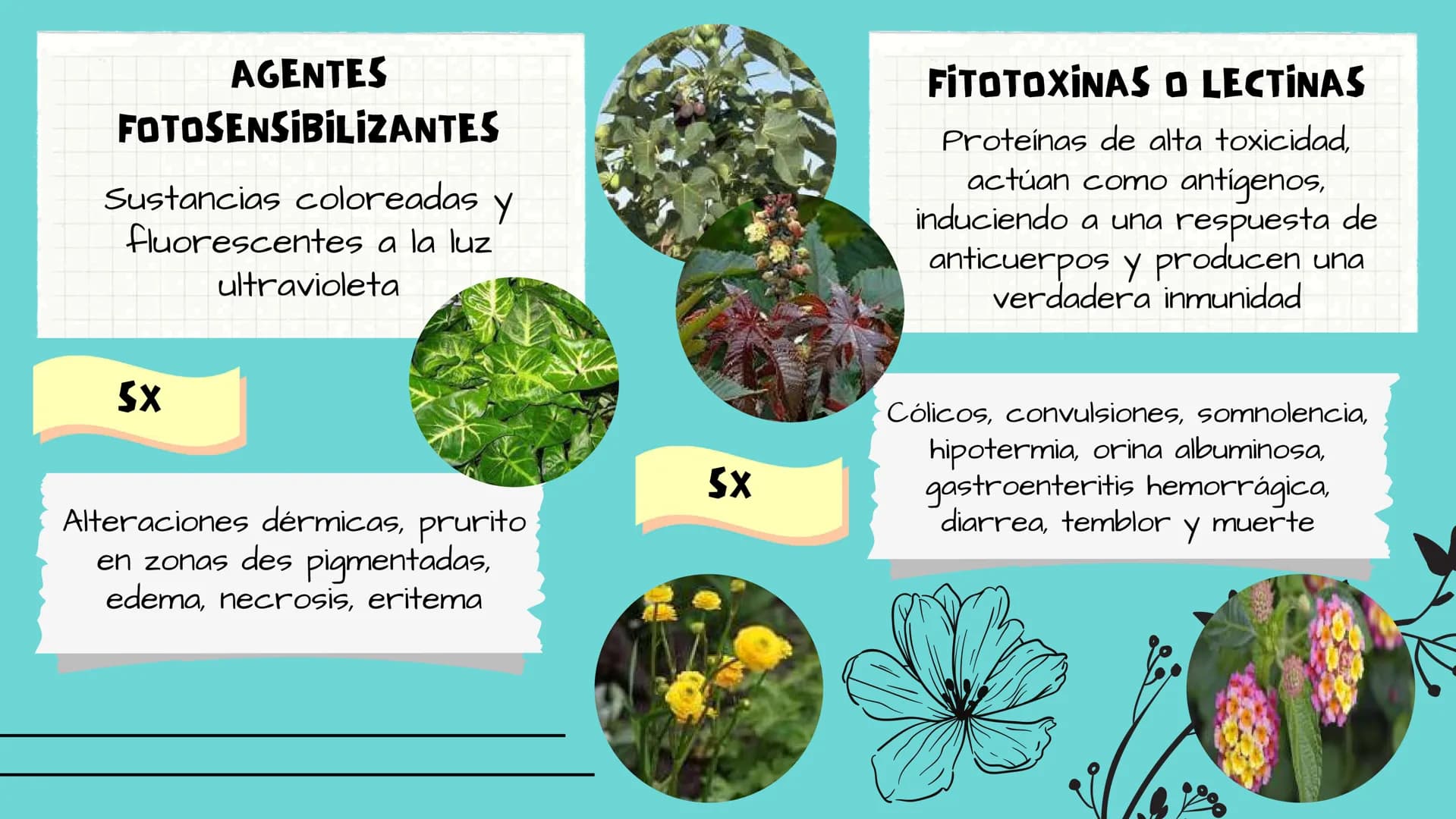 TOXICOLOGIA EDADES DE
APARICION DE
ELEMENTOS TOXICOS
TOXICO
LOGÍA
FLECHA ENVENENADA
ESTUDIO A
U
STORIES
MESOPOTAMIA
Ranunculo - euphorbia
OE