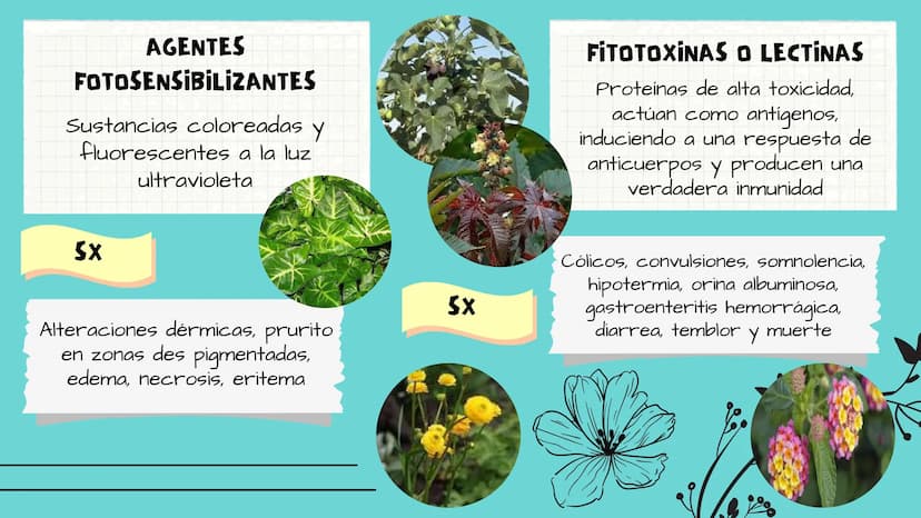 TOXICOLOGIA EDADES DE
APARICION DE
ELEMENTOS TOXICOS
TOXICO
LOGÍA
FLECHA ENVENENADA
ESTUDIO A
U
STORIES
MESOPOTAMIA
Ranunculo - euphorbia
OE
