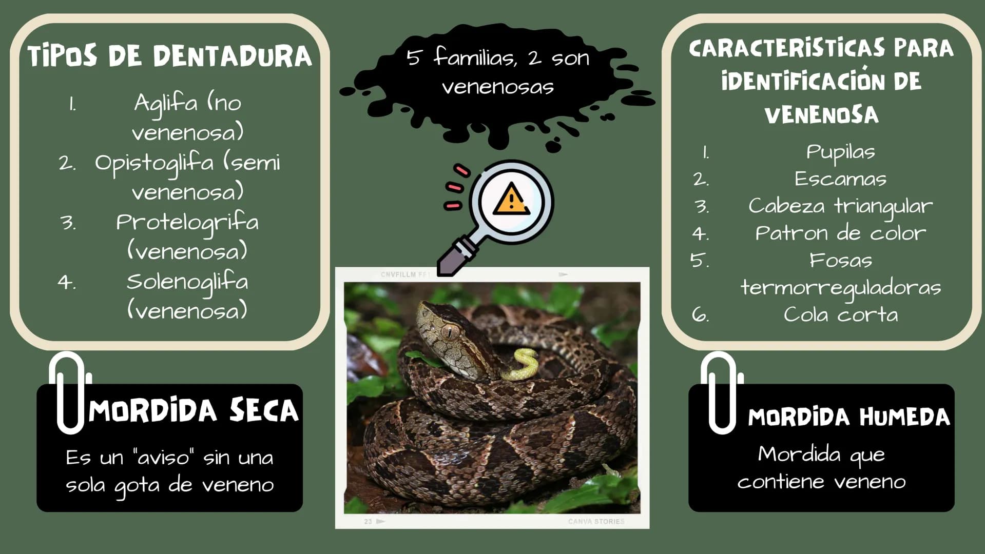 TOXICOLOGIA EDADES DE
APARICION DE
ELEMENTOS TOXICOS
TOXICO
LOGÍA
FLECHA ENVENENADA
ESTUDIO A
U
STORIES
MESOPOTAMIA
Ranunculo - euphorbia
OE