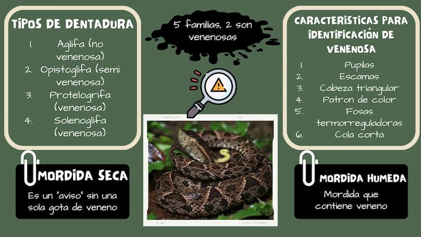 TOXICOLOGIA EDADES DE
APARICION DE
ELEMENTOS TOXICOS
TOXICO
LOGÍA
FLECHA ENVENENADA
ESTUDIO A
U
STORIES
MESOPOTAMIA
Ranunculo - euphorbia
OE