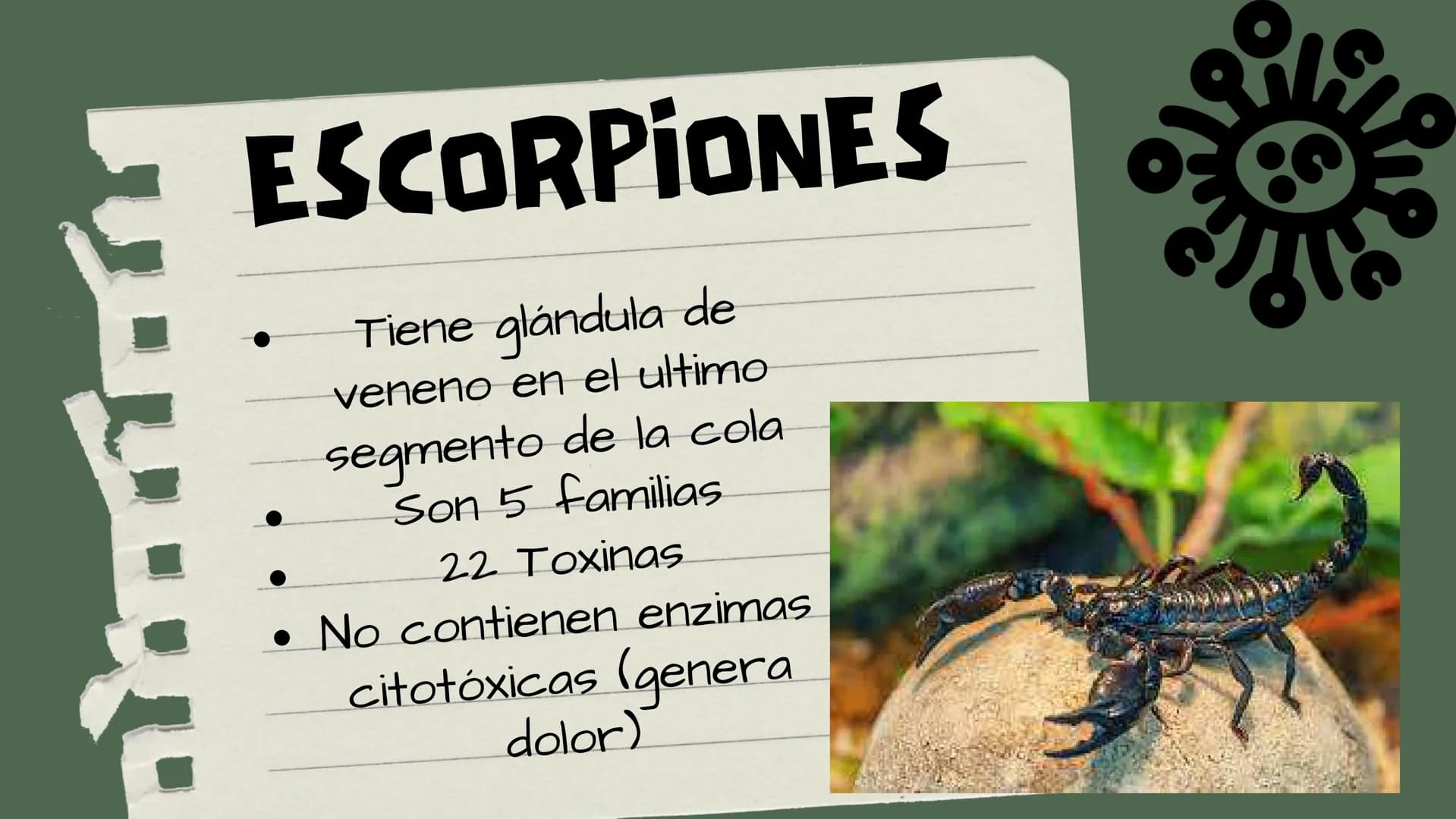 TOXICOLOGIA EDADES DE
APARICION DE
ELEMENTOS TOXICOS
TOXICO
LOGÍA
FLECHA ENVENENADA
ESTUDIO A
U
STORIES
MESOPOTAMIA
Ranunculo - euphorbia
OE