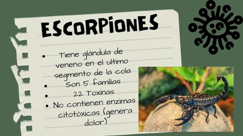 TOXICOLOGIA EDADES DE
APARICION DE
ELEMENTOS TOXICOS
TOXICO
LOGÍA
FLECHA ENVENENADA
ESTUDIO A
U
STORIES
MESOPOTAMIA
Ranunculo - euphorbia
OE