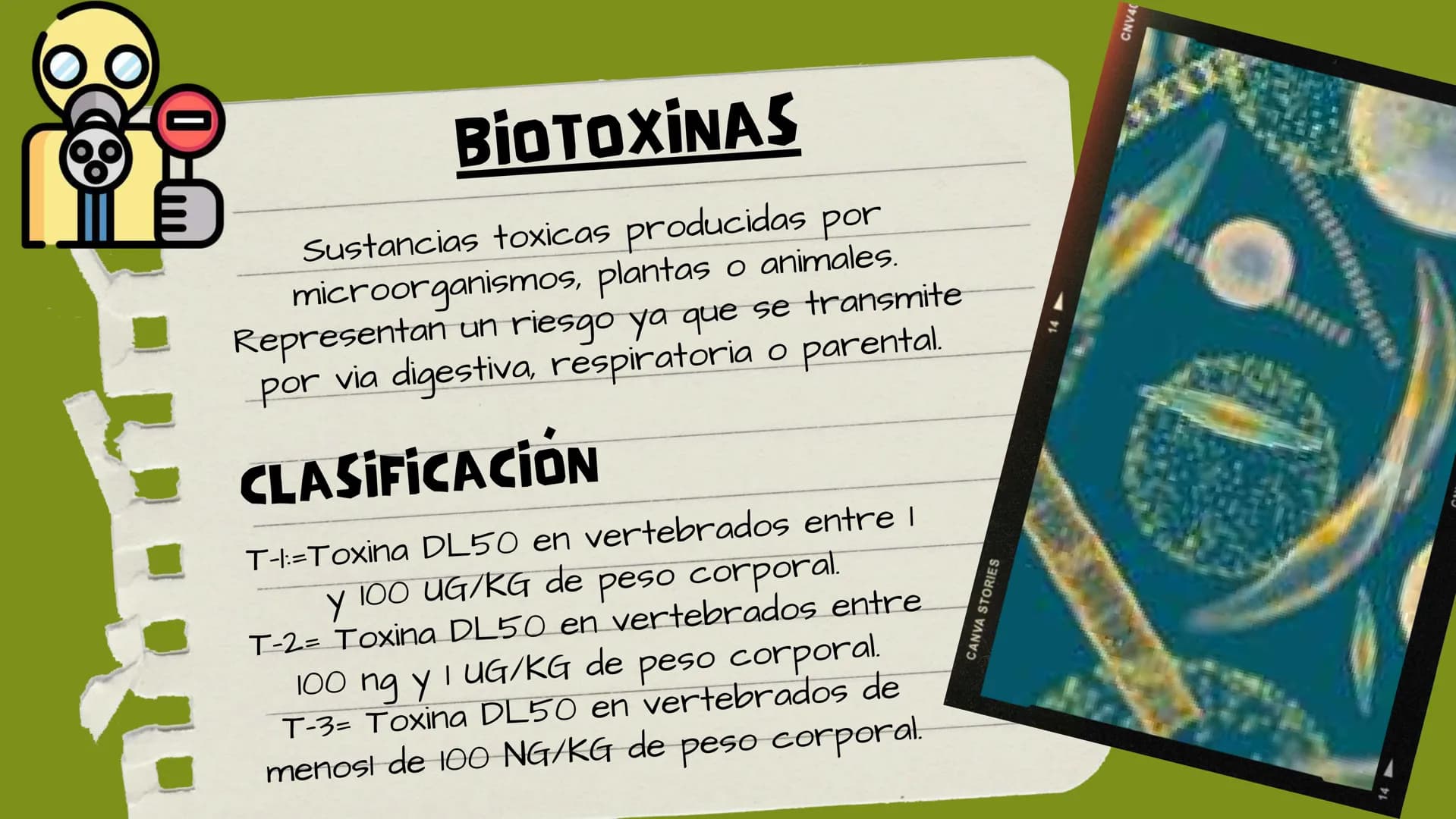 TOXICOLOGIA EDADES DE
APARICION DE
ELEMENTOS TOXICOS
TOXICO
LOGÍA
FLECHA ENVENENADA
ESTUDIO A
U
STORIES
MESOPOTAMIA
Ranunculo - euphorbia
OE