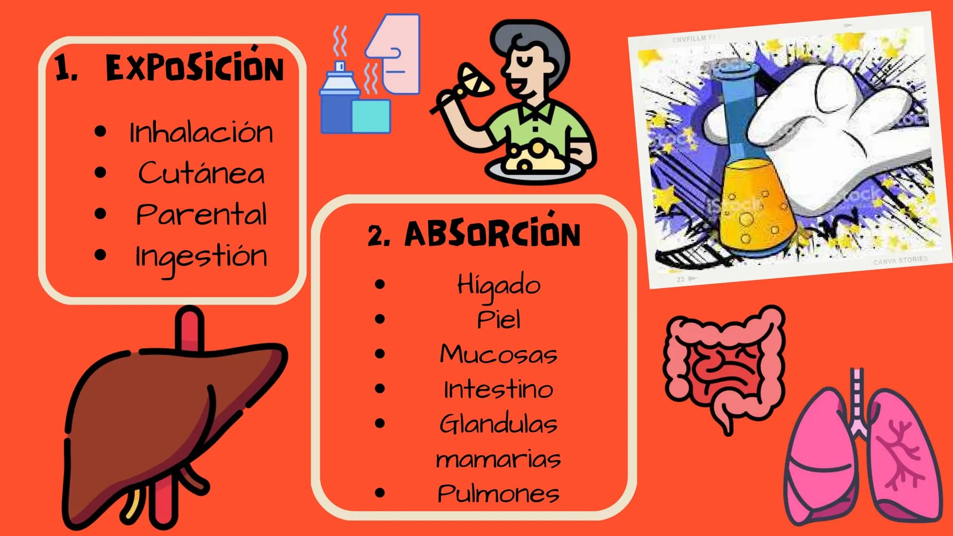 TOXICOLOGIA EDADES DE
APARICION DE
ELEMENTOS TOXICOS
TOXICO
LOGÍA
FLECHA ENVENENADA
ESTUDIO A
U
STORIES
MESOPOTAMIA
Ranunculo - euphorbia
OE