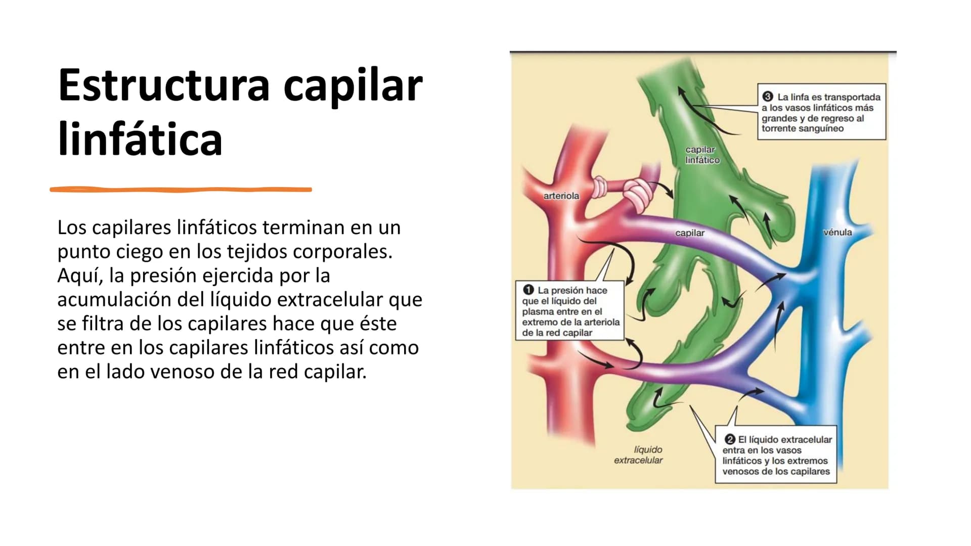 1. Sistema Linfático:
Composición del sistema linfático
Cuidado del sistema linfático RECAPITULACIÓN
.
ACTIVIDAD ADAPTACIONES DEL SISTEMA CI
