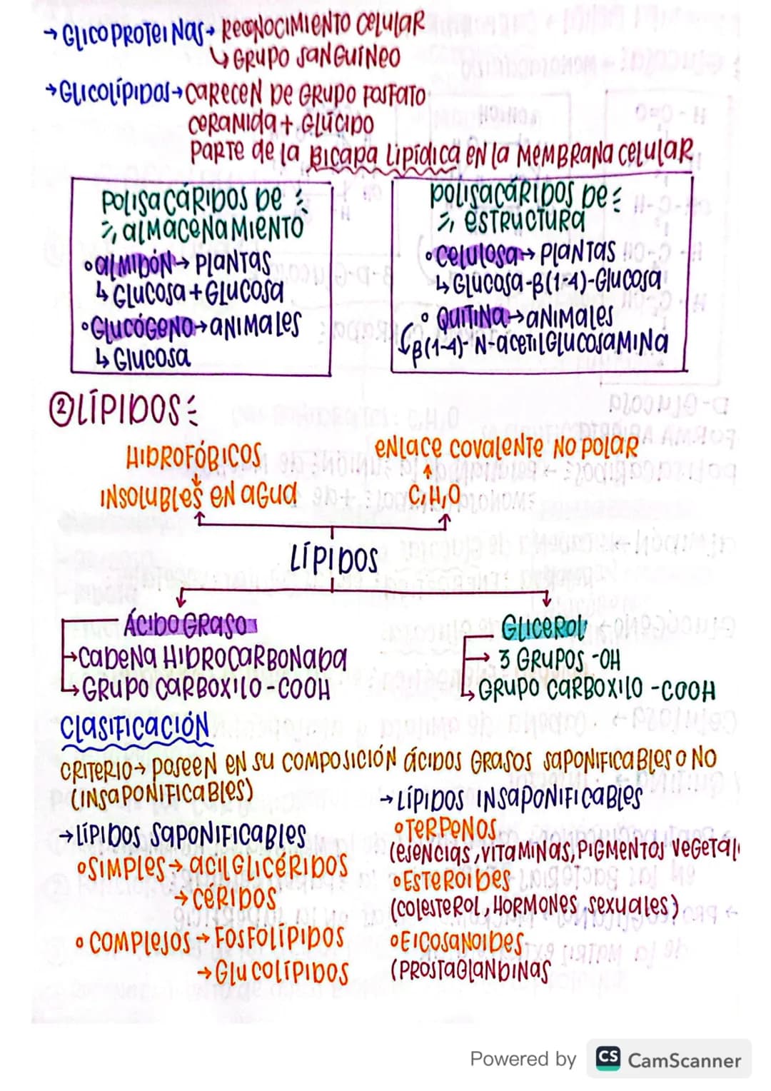 ①BIOCOMPUESTOS
①CARBOHIDRATOS:
A
PRIMERA FueNTe pe ESTRUCTURALes Reserva Energética
ENERGIA
->
ENLace Glucosíbico NON LIBERAN 20
MONOJacάRID