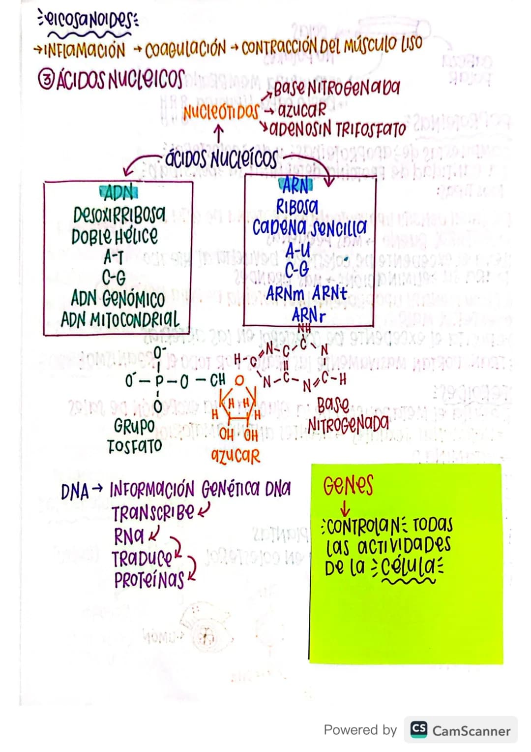 ①BIOCOMPUESTOS
①CARBOHIDRATOS:
A
PRIMERA FueNTe pe ESTRUCTURALes Reserva Energética
ENERGIA
->
ENLace Glucosíbico NON LIBERAN 20
MONOJacάRID