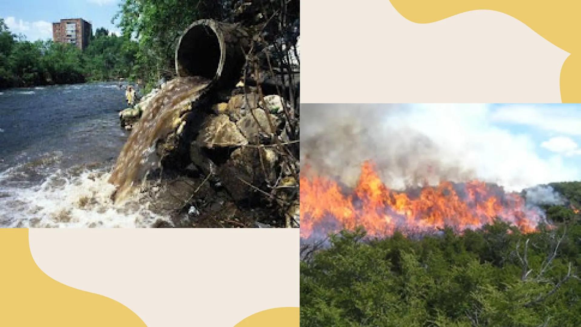 TERMINOS
ECOLOGICOS CONSEPTOS
BASICOS DE
ECOLOGIA ¿QUE SON?
la ecologia es una rama de la biologia que estudia las interacciones
de los sere