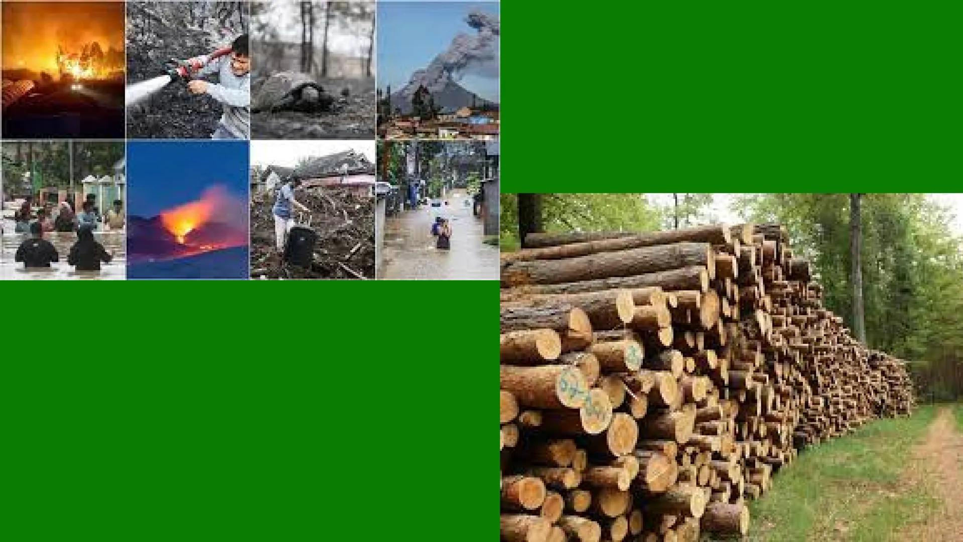 TERMINOS
ECOLOGICOS CONSEPTOS
BASICOS DE
ECOLOGIA ¿QUE SON?
la ecologia es una rama de la biologia que estudia las interacciones
de los sere