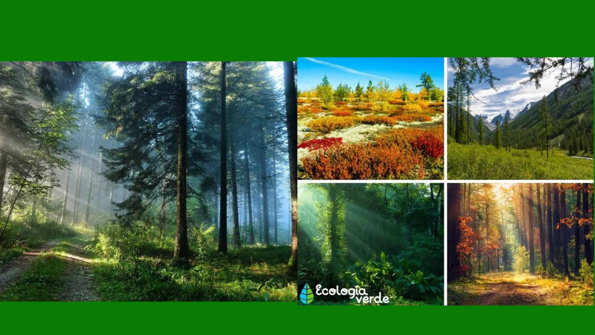 TERMINOS
ECOLOGICOS CONSEPTOS
BASICOS DE
ECOLOGIA ¿QUE SON?
la ecologia es una rama de la biologia que estudia las interacciones
de los sere