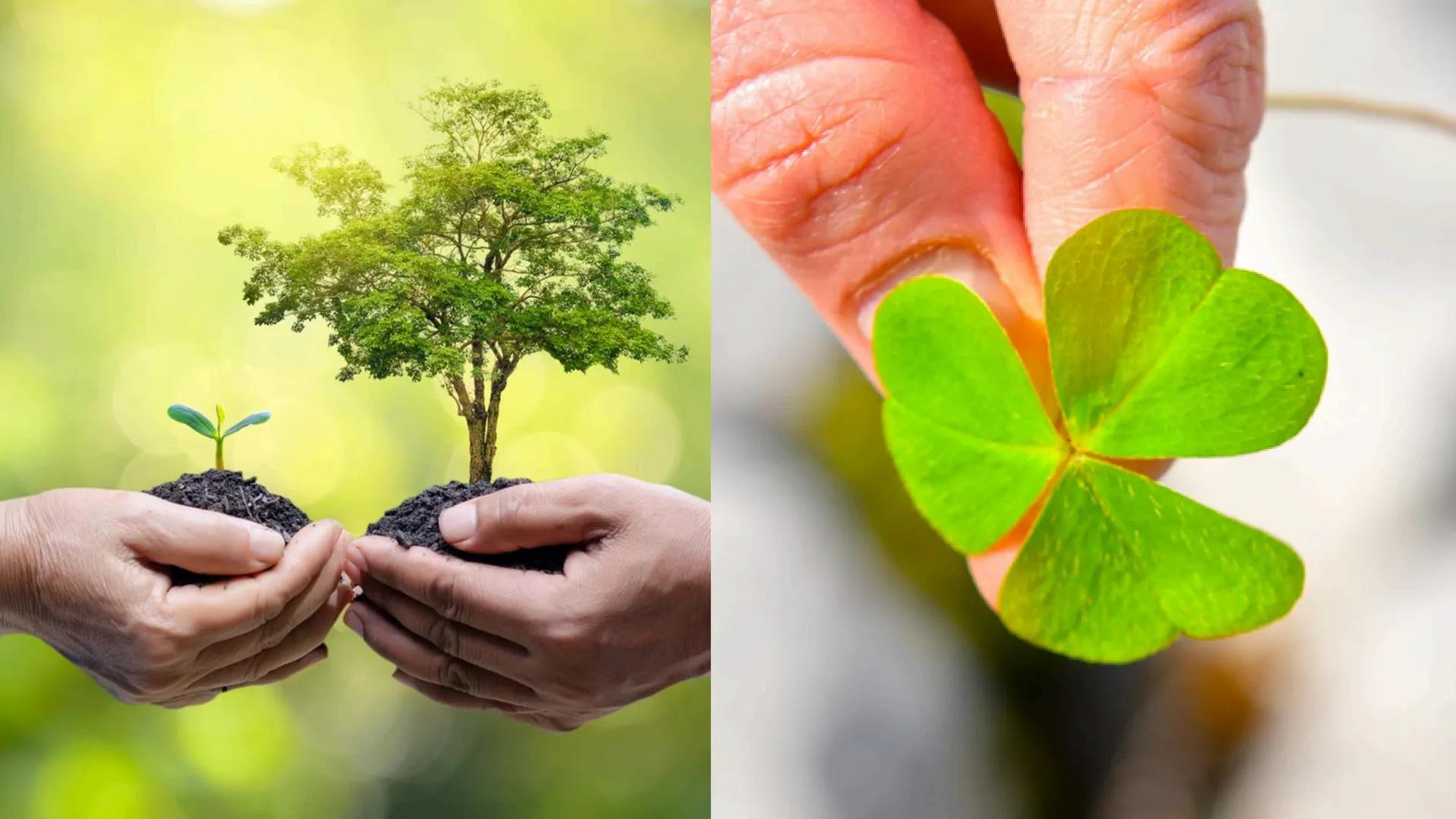 TERMINOS
ECOLOGICOS CONSEPTOS
BASICOS DE
ECOLOGIA ¿QUE SON?
la ecologia es una rama de la biologia que estudia las interacciones
de los sere