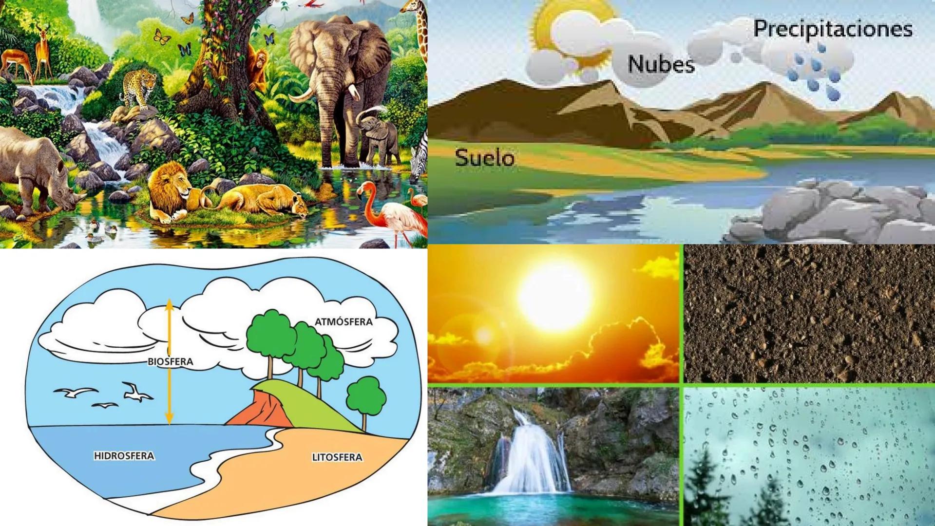 TERMINOS
ECOLOGICOS CONSEPTOS
BASICOS DE
ECOLOGIA ¿QUE SON?
la ecologia es una rama de la biologia que estudia las interacciones
de los sere