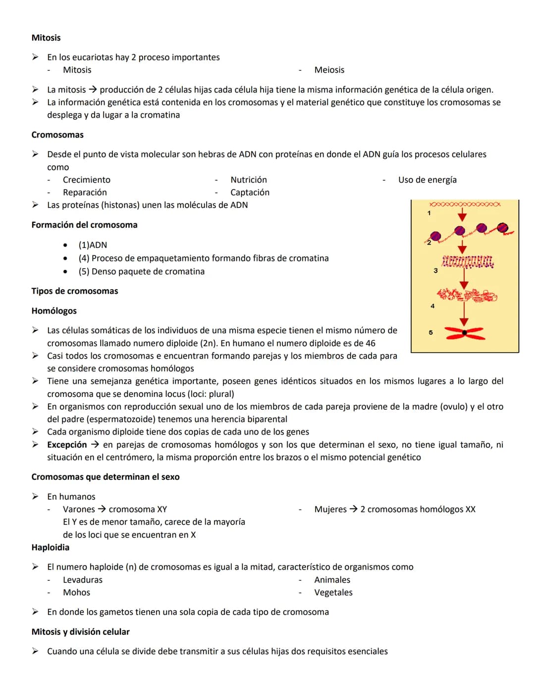 Mitosis
En los eucariotas hay 2 proceso importantes
Mitosis
Meiosis
➤ La mitosis producción de 2 células hijas cada célula hija tiene la mis