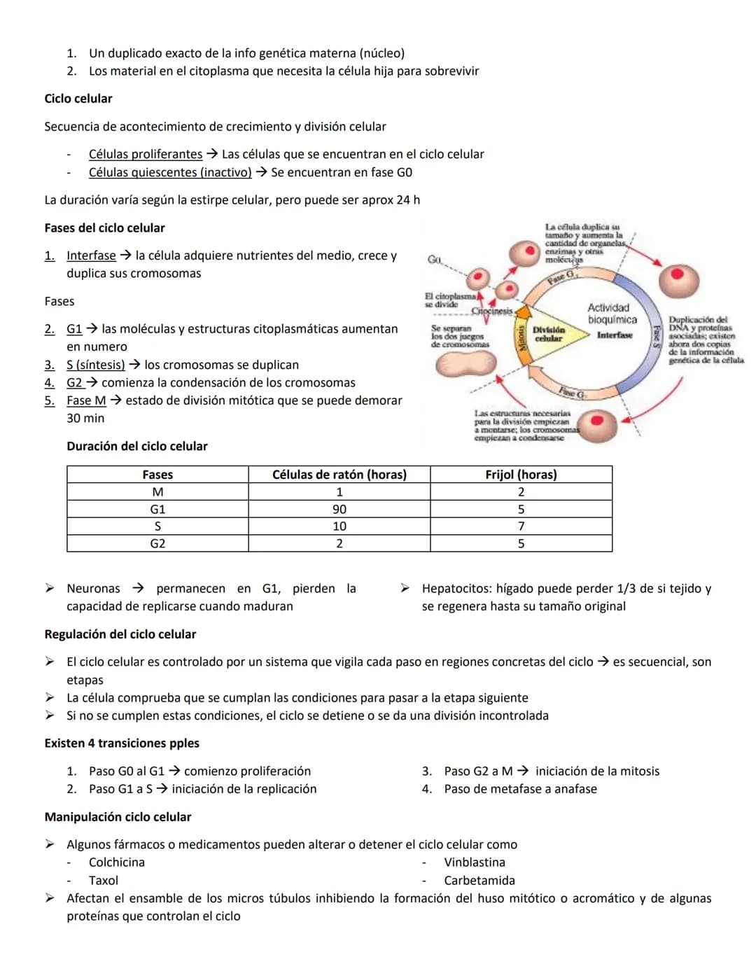 Mitosis
En los eucariotas hay 2 proceso importantes
Mitosis
Meiosis
➤ La mitosis producción de 2 células hijas cada célula hija tiene la mis